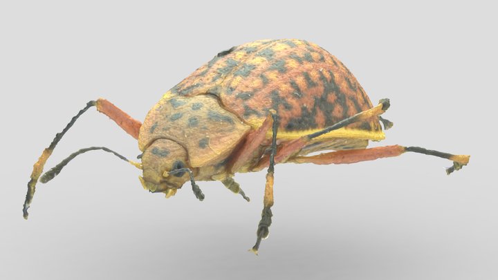 Black-Spotted Red Beetle - Puyo, Ecuador 3D Model