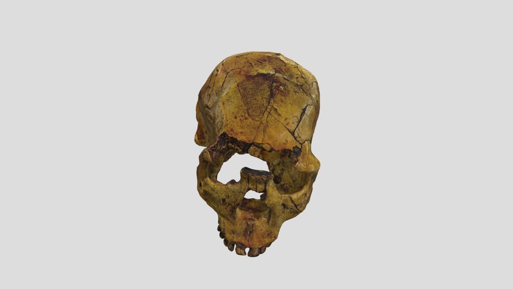 KNM-WT 15000 (Turkana Boy) - Skull