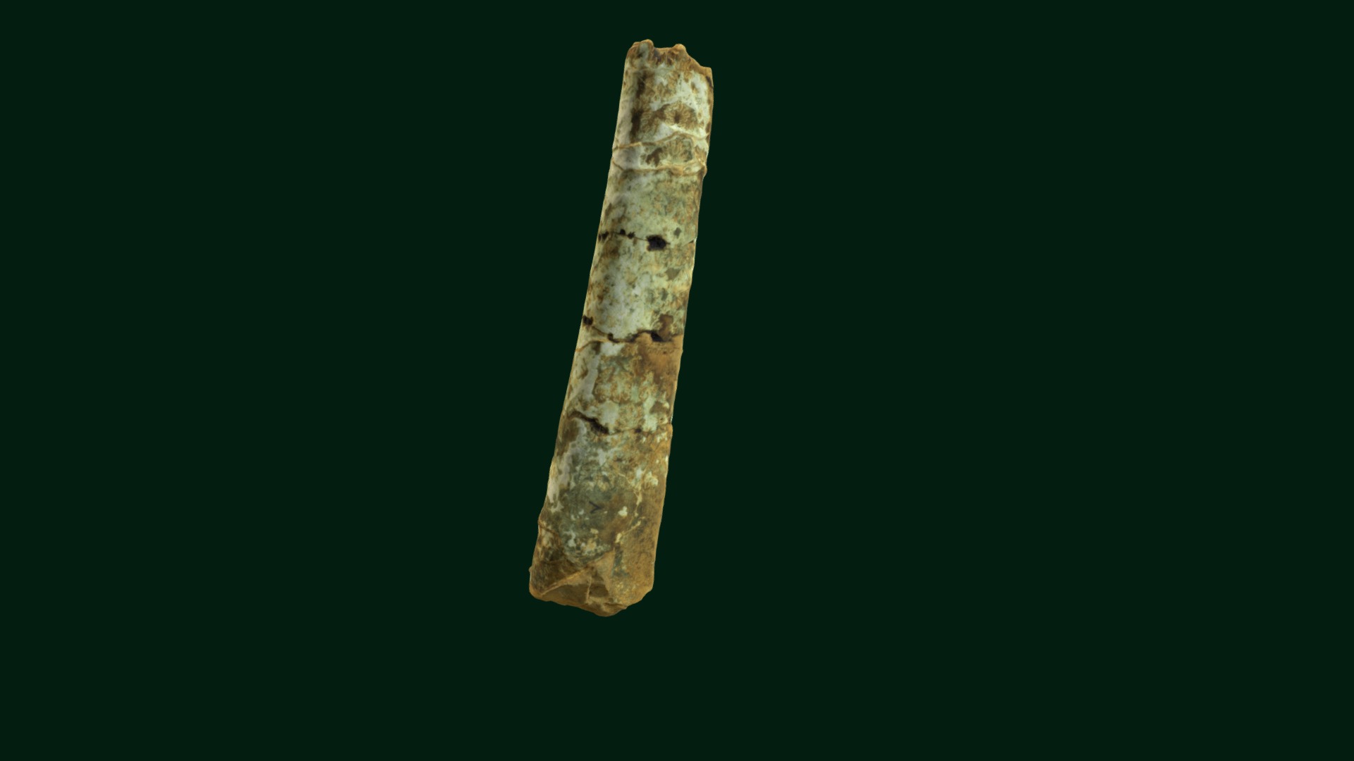 3D model Baculites gregoryensis D1920-1 Niobrara Cnty, WY - This is a 3D model of the Baculites gregoryensis D1920-1 Niobrara Cnty, WY. The 3D model is about a piece of wood with a hole in it.