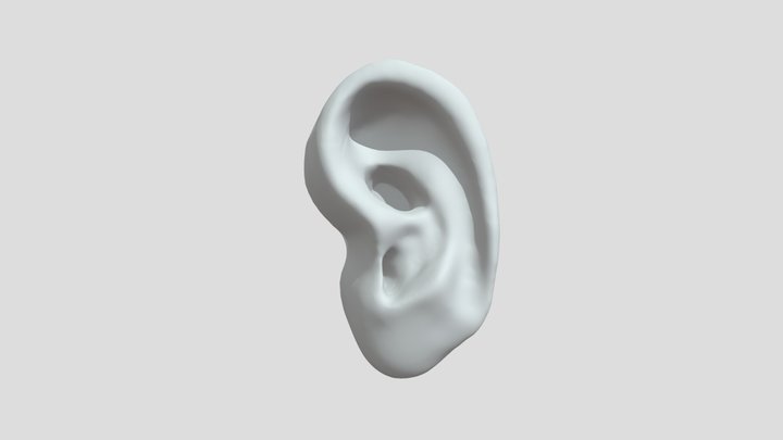 ear 7 export 3D Model