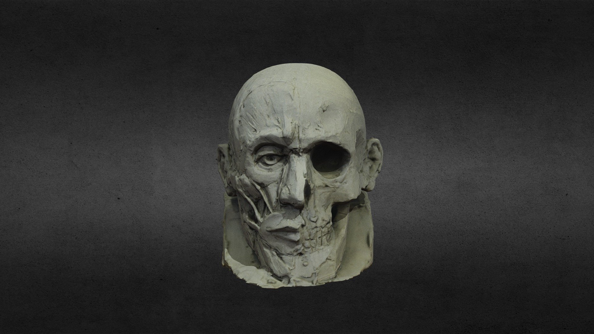 Studio anatomico allieva liceo artistico