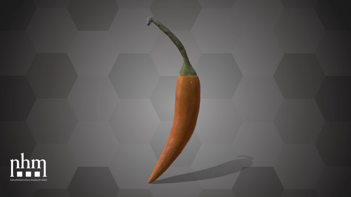 Chili Pepper (NHMW-AFW-DING-0046-070) – Modello 3D gratuito STL