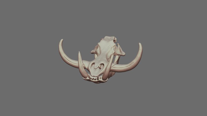 Common Warthog Skull 3D Model