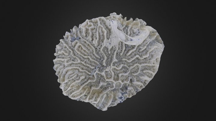 Coral: Pseudodiploria strigosa (PRI 76868) – Modelo 3D gratuito STL