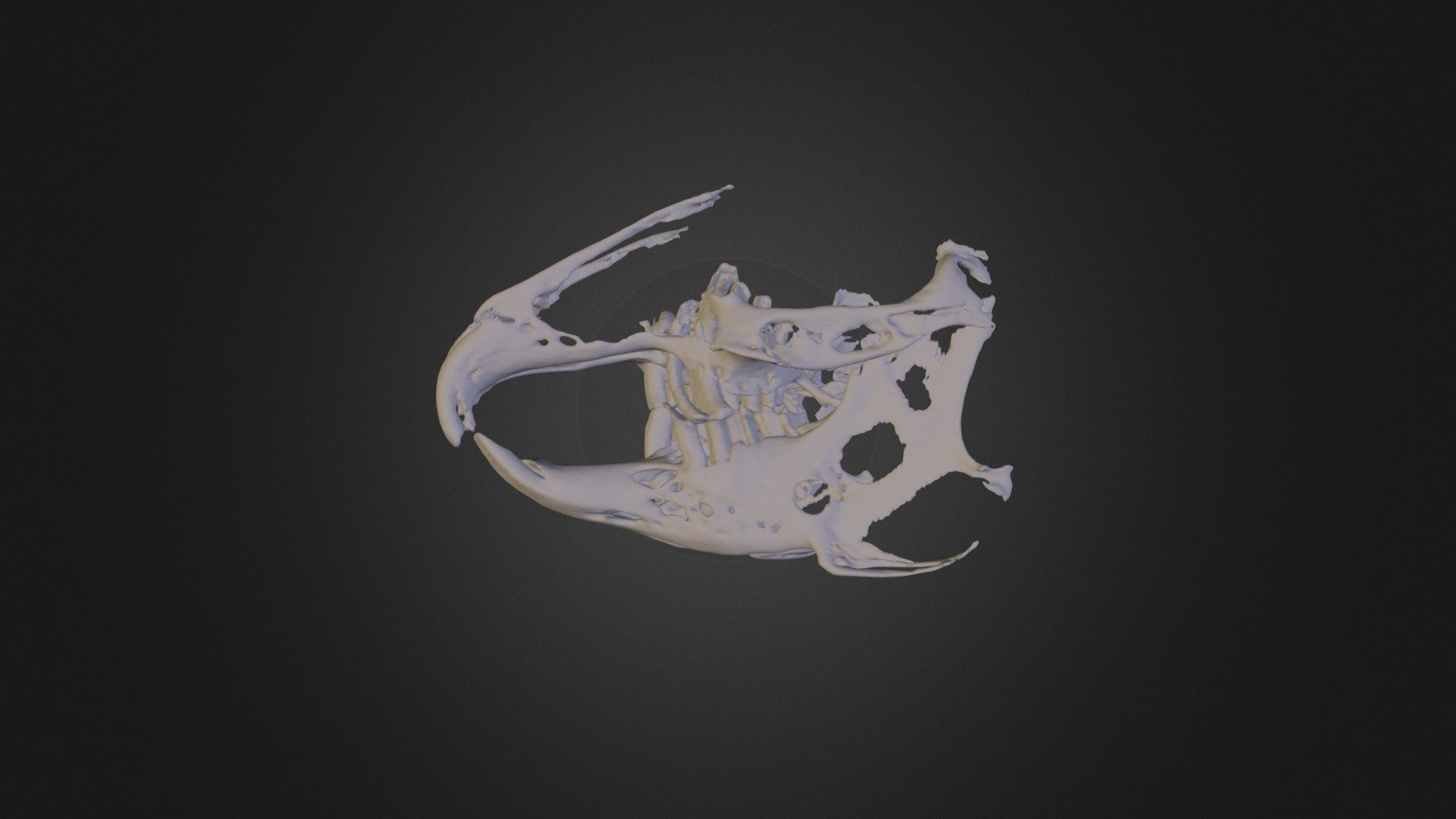 Rabbit with Malocclusion - 3D model by Dreamhouse Portugal ...