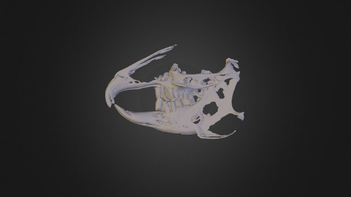 Rabbit with  Malocclusion  3D Model