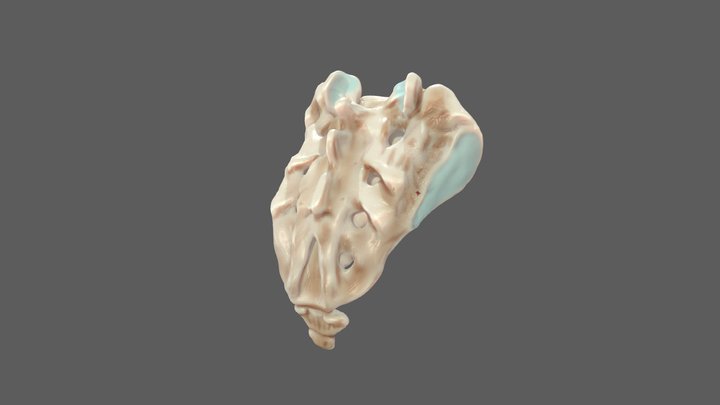 Male sacrum 3D Model