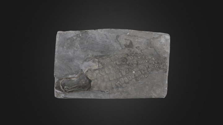 Vertebrate: Ichthyosaurus sp. paddle (PRI 50490) – Modelo 3D gratuito STL