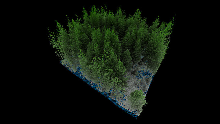 Forest plot scanned with terrestrial LiDAR 3D Model