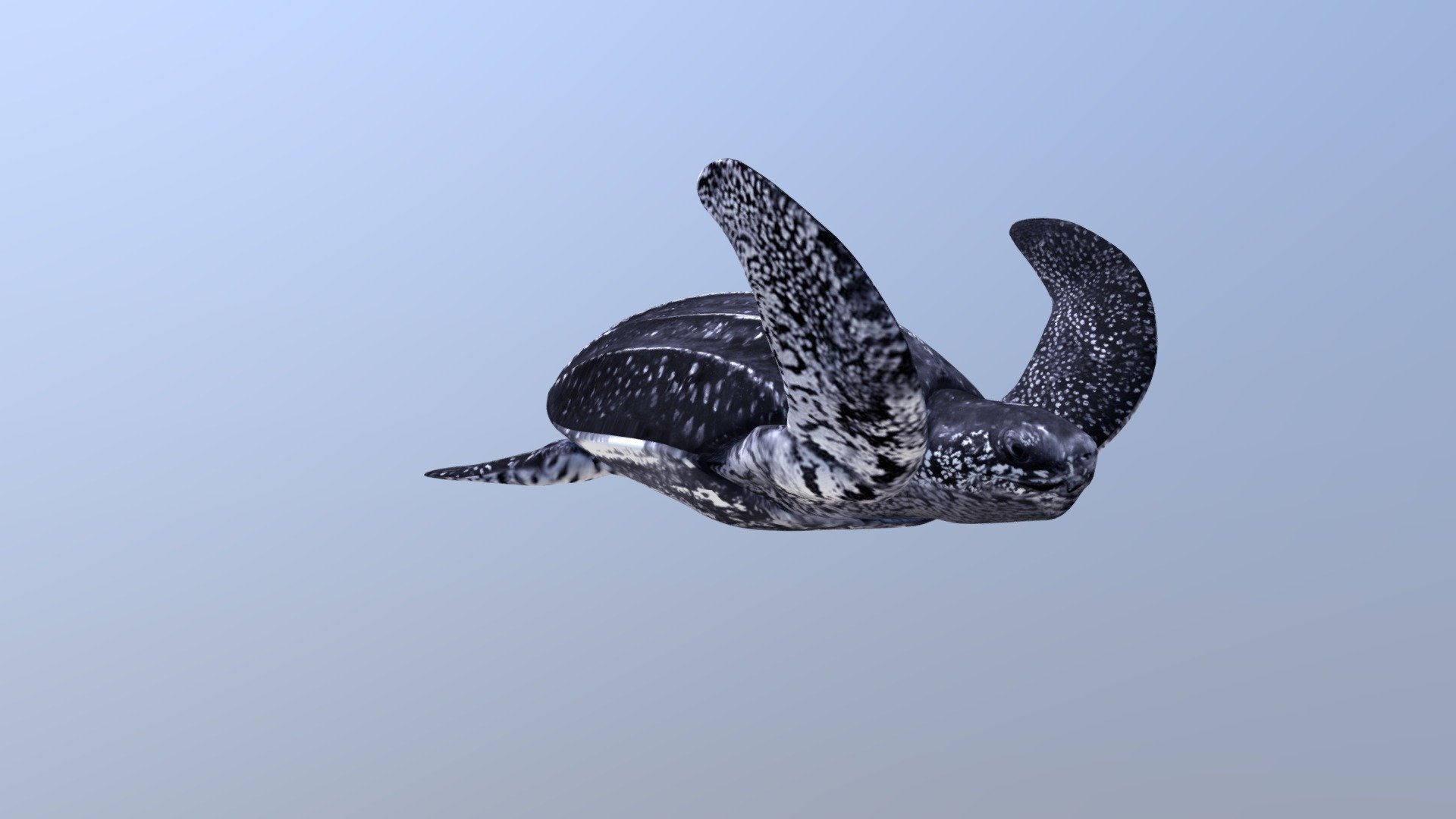 Leatherback Turtle (Dermochelys Coriacea)