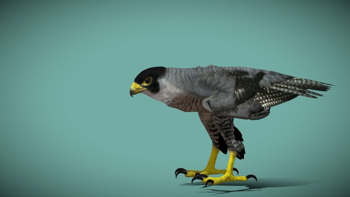 mouse 3D Model