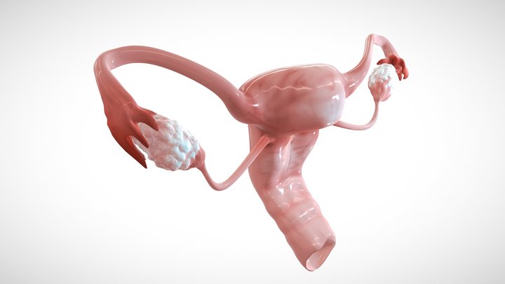 Uterus and Ovaries 3D Model