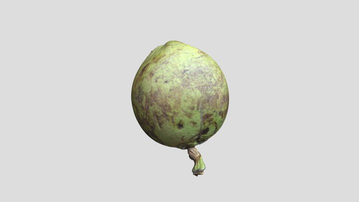 buah kelapa coconut 3D Model