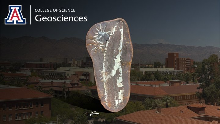 Macroneuropteris Spp. & Annularia Spp. 3D Model