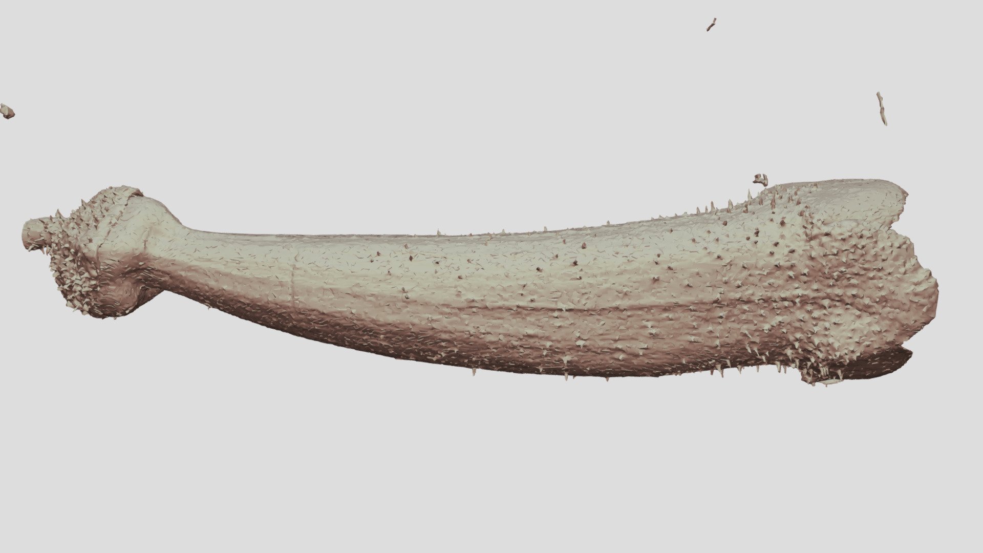 Sinningia carangolensis corolla