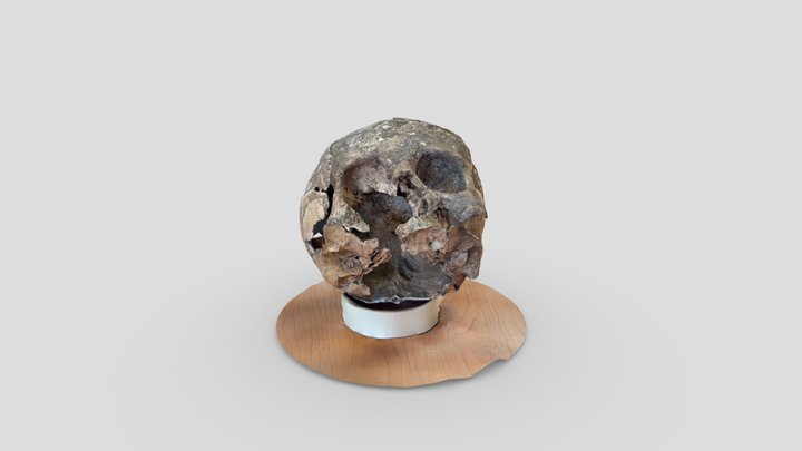 Cráneo Entierro 9 3D Model