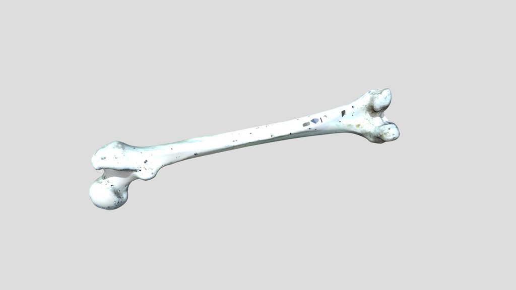 FEMUR