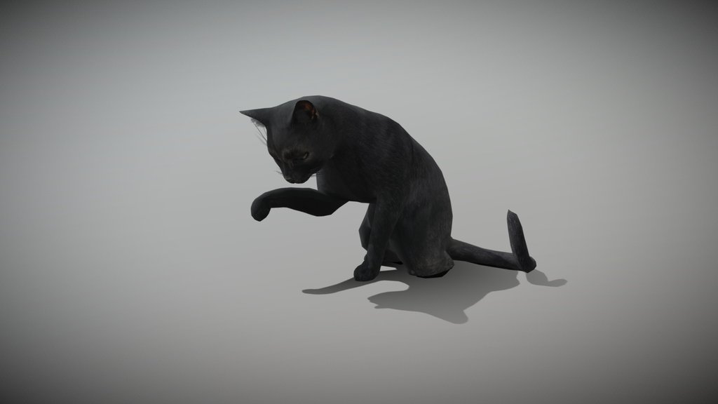 An Animated Cat