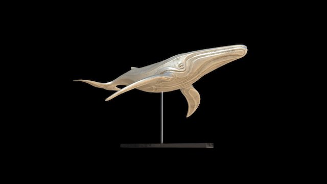 Whale 3D Model