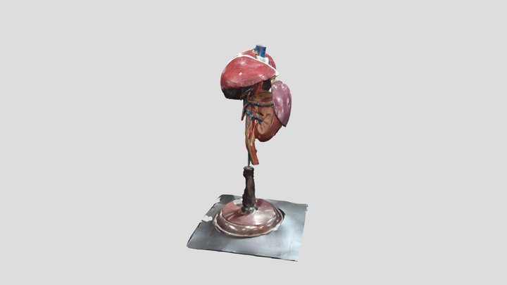 Liver Kidneys 3D Model