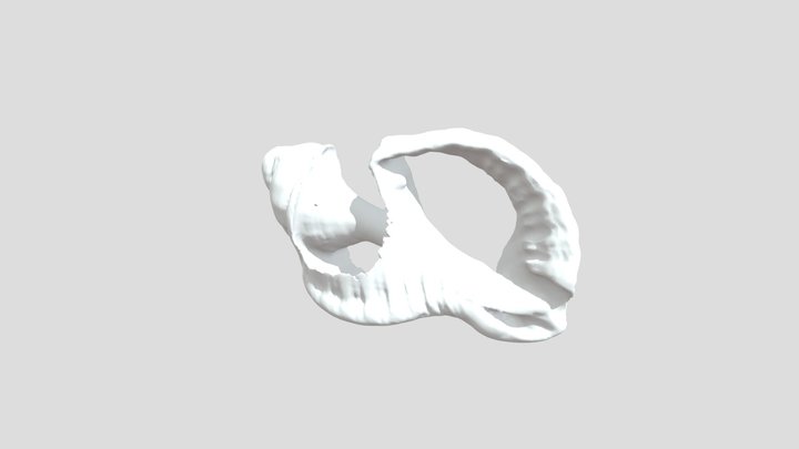 Shell, Fragment 3D Model