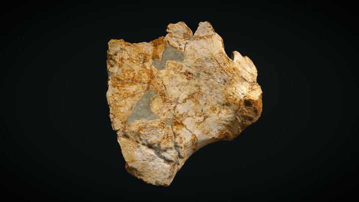 OPH2234 Theropod left coracoid 3D Model