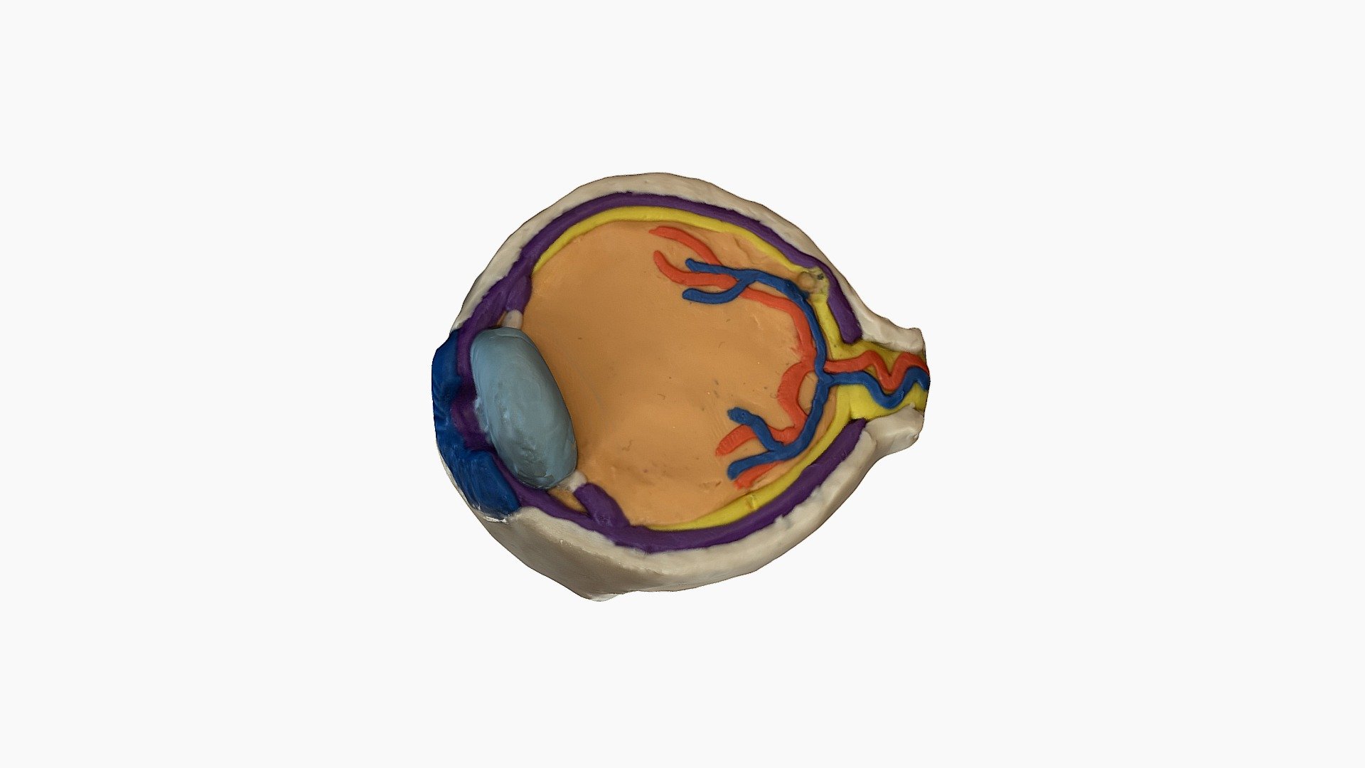 3D Model of the Eye