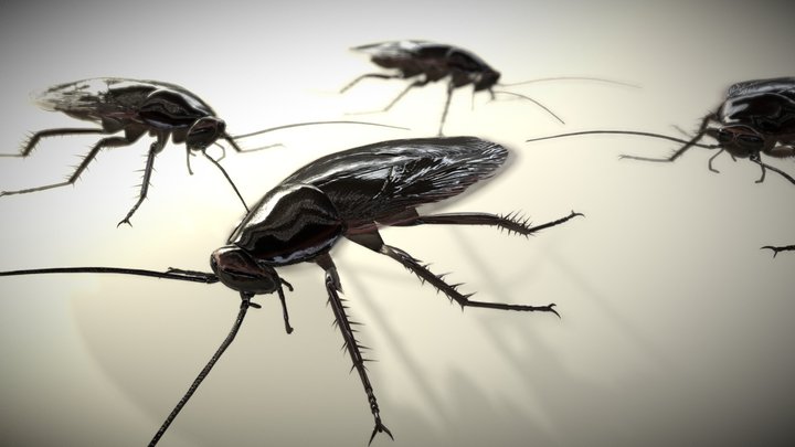 Cockroach 3D models - Sketchfab