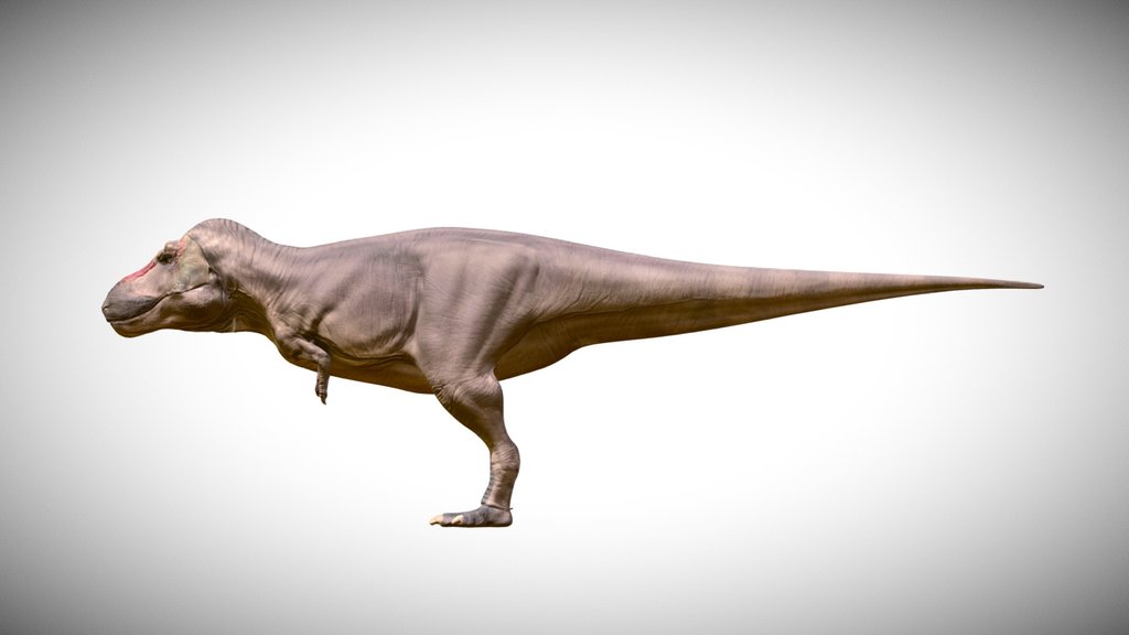 Tyrannosaurus Rex FMNH PR 2081(sue)