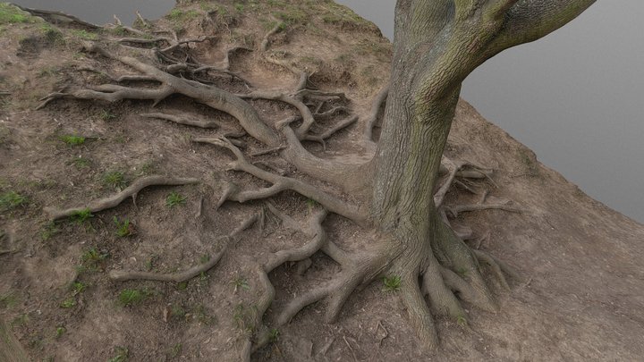 Intertwined maple tree roots 3D Model