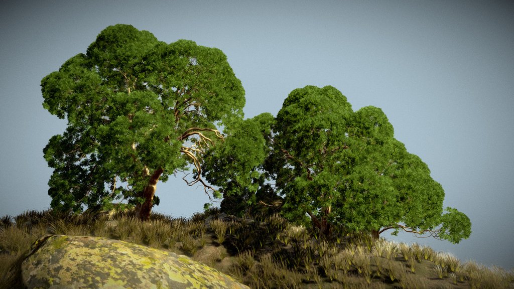 White Oak Tree Grove