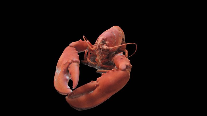 Lobster Test 3D Model