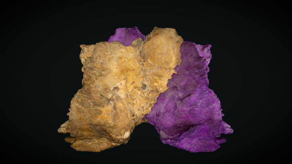 Modello 3D di OPH2211, Sauroniops sp., ricostruzione