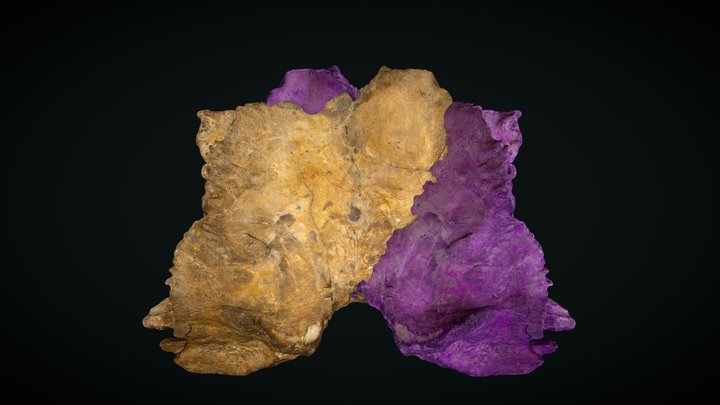 OPH2211 Sauroniops sp. restored 3D Model