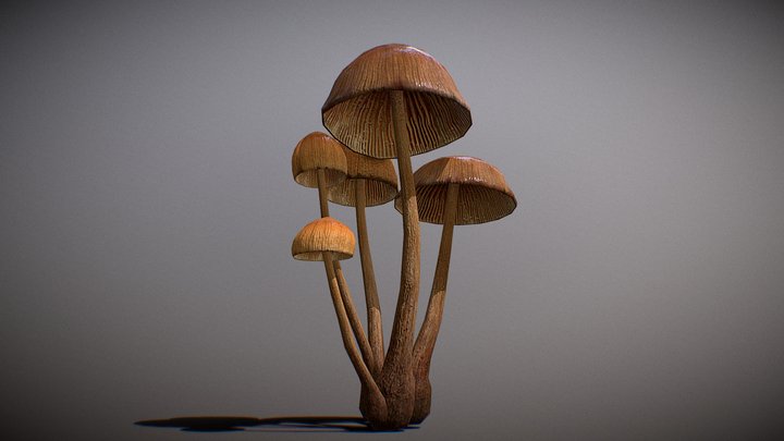 Realistic Mushroom - 01 3D Model