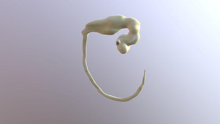 10mm Sheep embryo - Neural Tube 3D Model