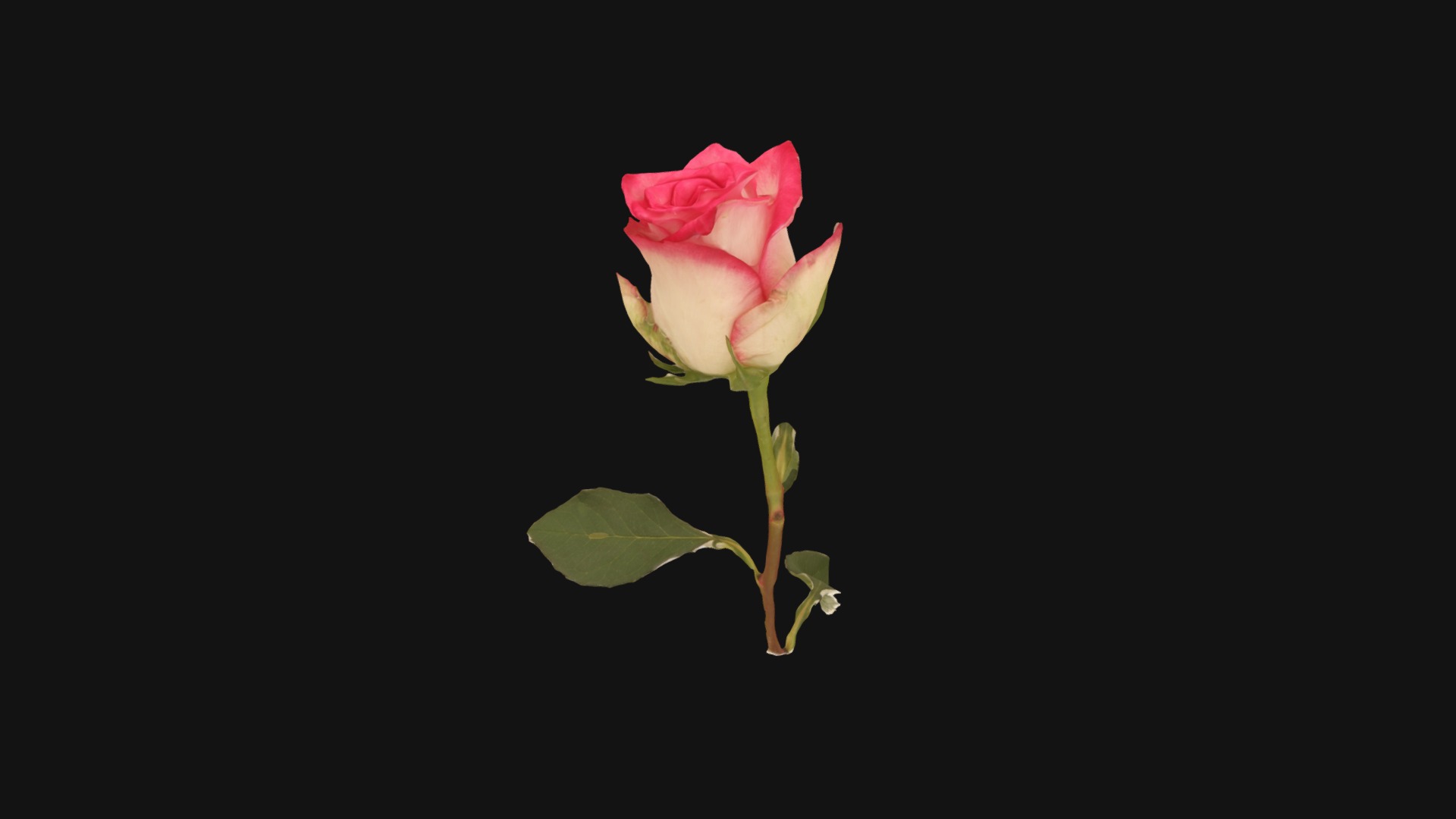 3D model Fw20 – Red Rose - This is a 3D model of the Fw20 - Red Rose. The 3D model is about a single rose on a black background.
