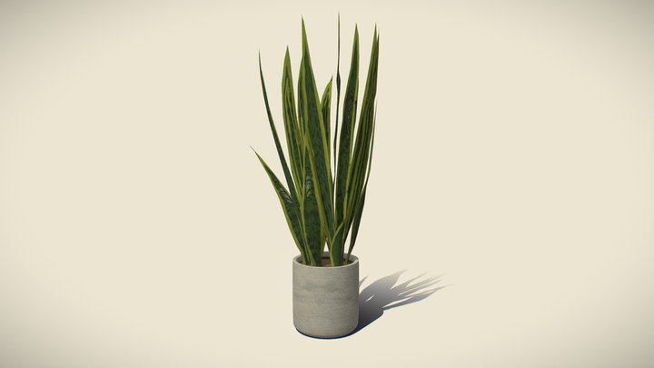 Snake Plant in Pot – Game-Ready 3D Model 3D Model