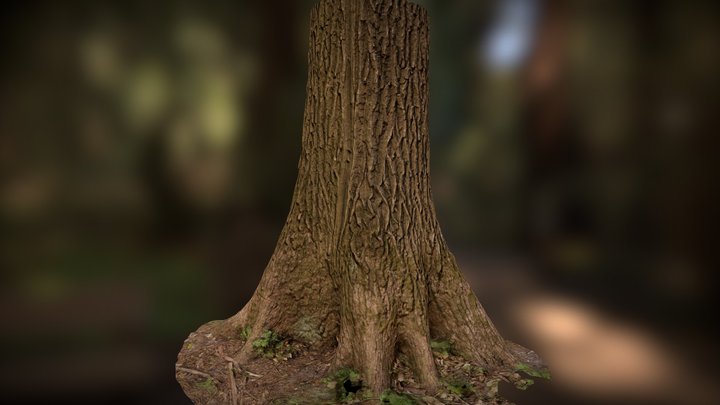 Oak trunk 3D Model
