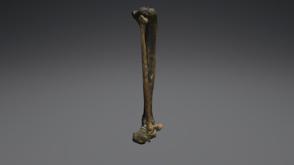 Tibia and fibula bones - 3D model by threeding.com [aee9253] - Sketchfab