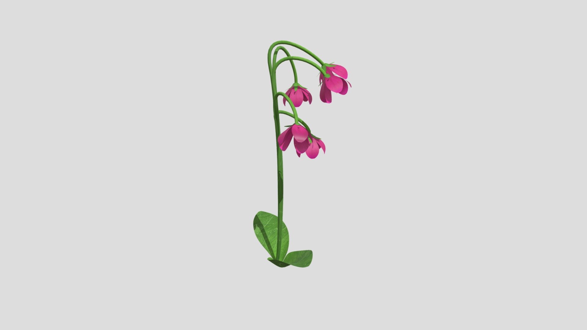 Cortusa matthioli L. var. yesoensis