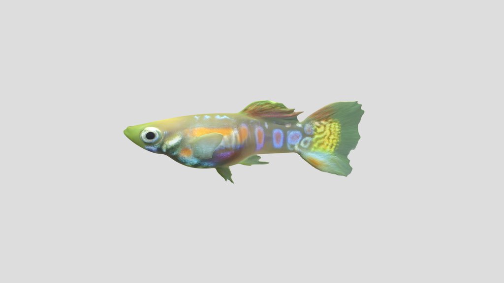 Ginga Rubra Endler Guppy Male