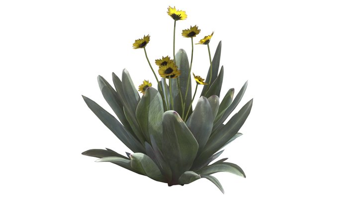 Frailejon Plant with Flowers #01 3D Model