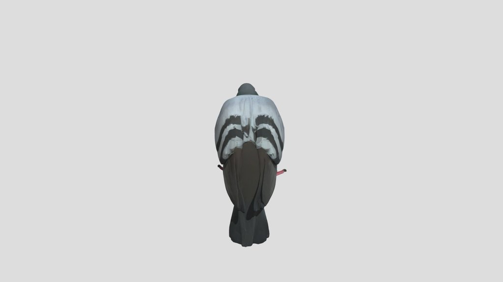 Pigeon