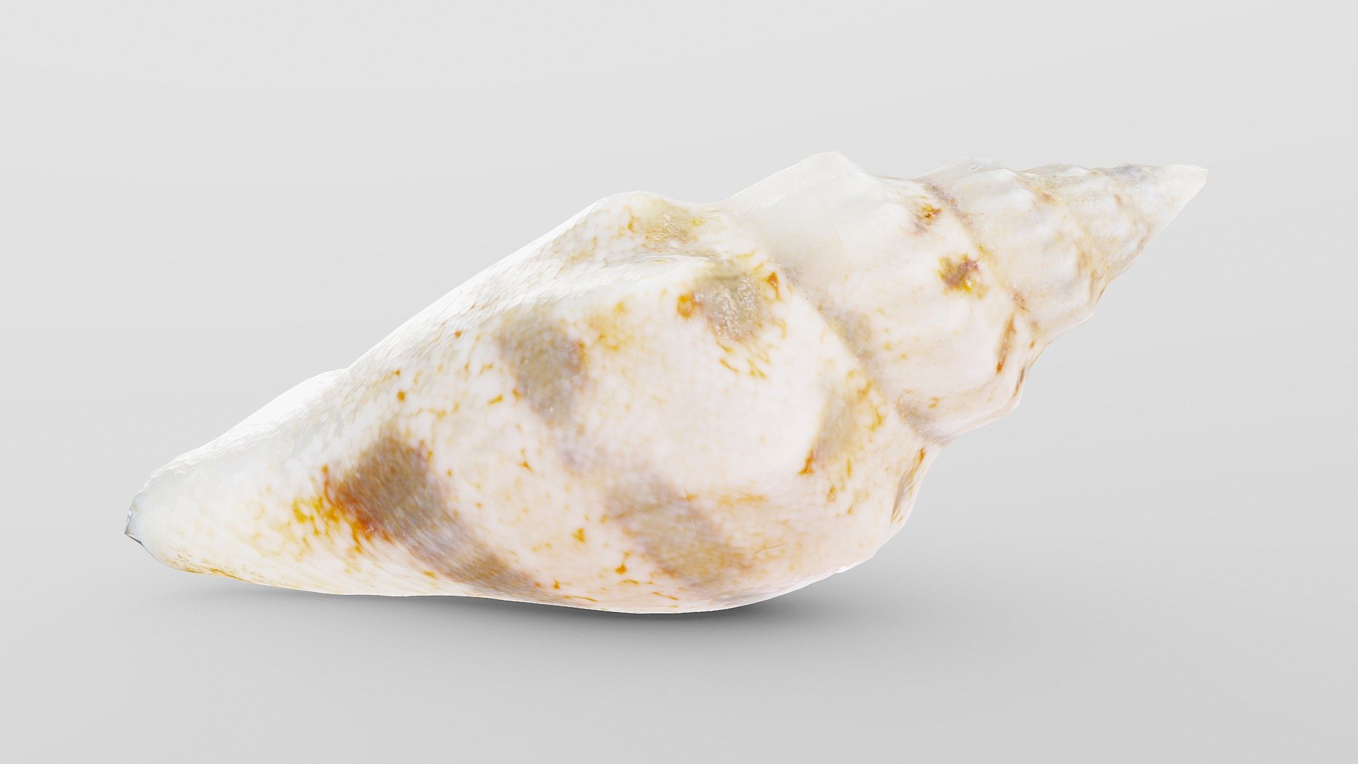 Juvenile Conch Sea Shell Buy Royalty Free 3d Model By Drakery Aefd041 Sketchfab Store