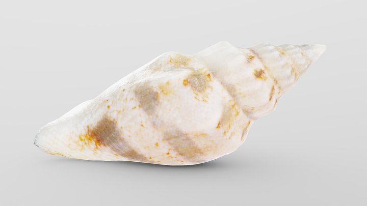Juvenile Conch Sea Shell 3D Model
