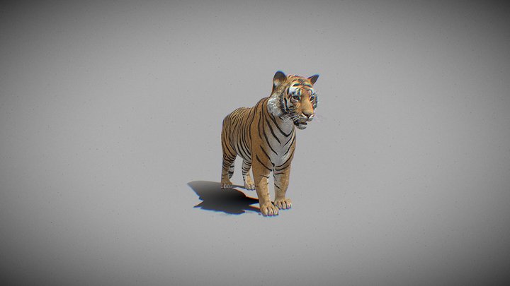Tiger 3D Model