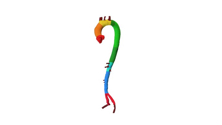 Aorta C4D m4 3D Model