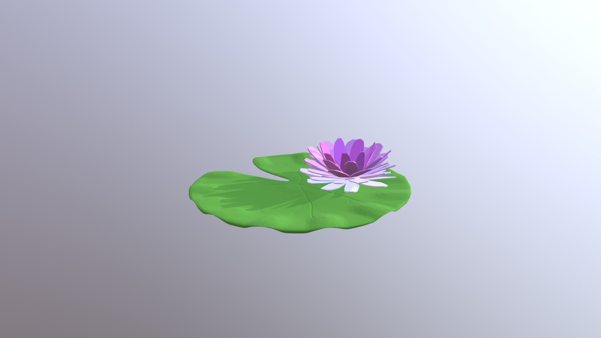 Water Lily