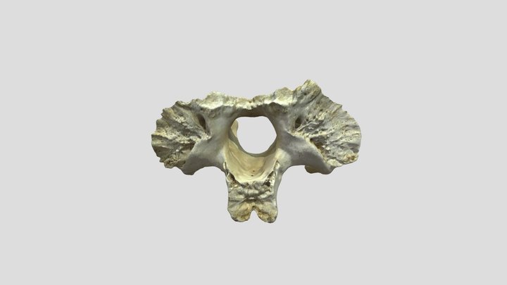 Prototipado UCT | Rayen San Martín - Hueso 3D Model